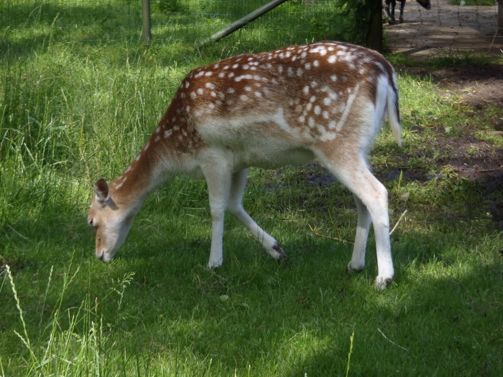 donk (33).JPG